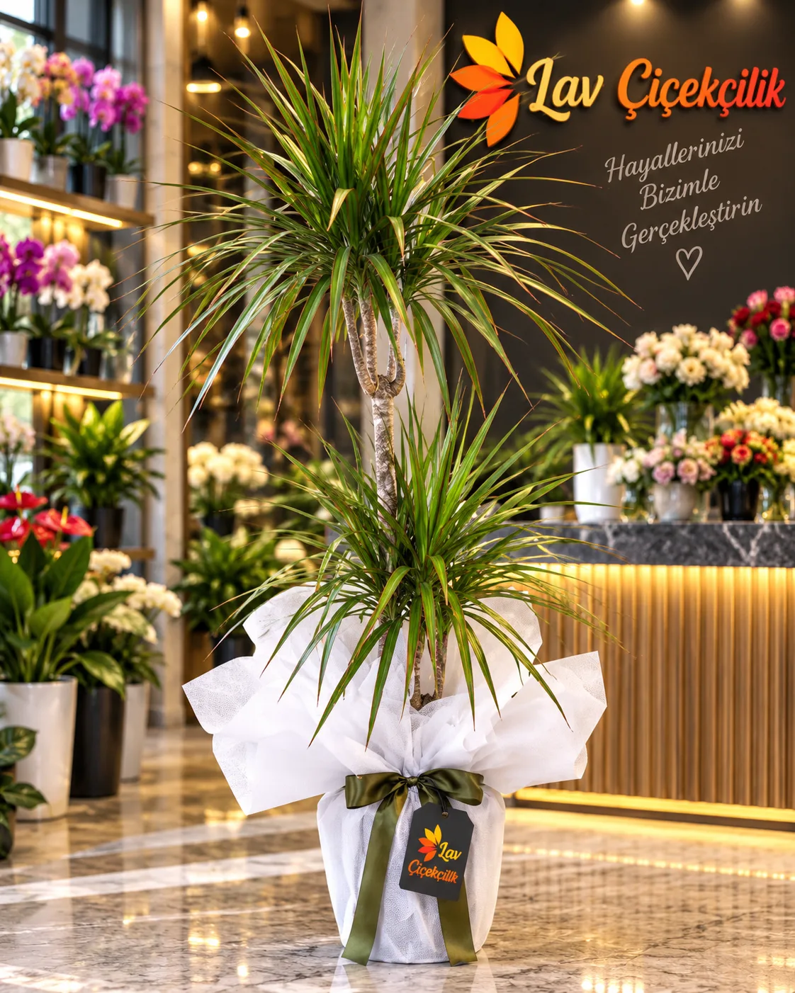 2'li Marginata Salon Bitkisi