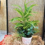 Seramik Vazolu Yeşil Yapay Aranjman